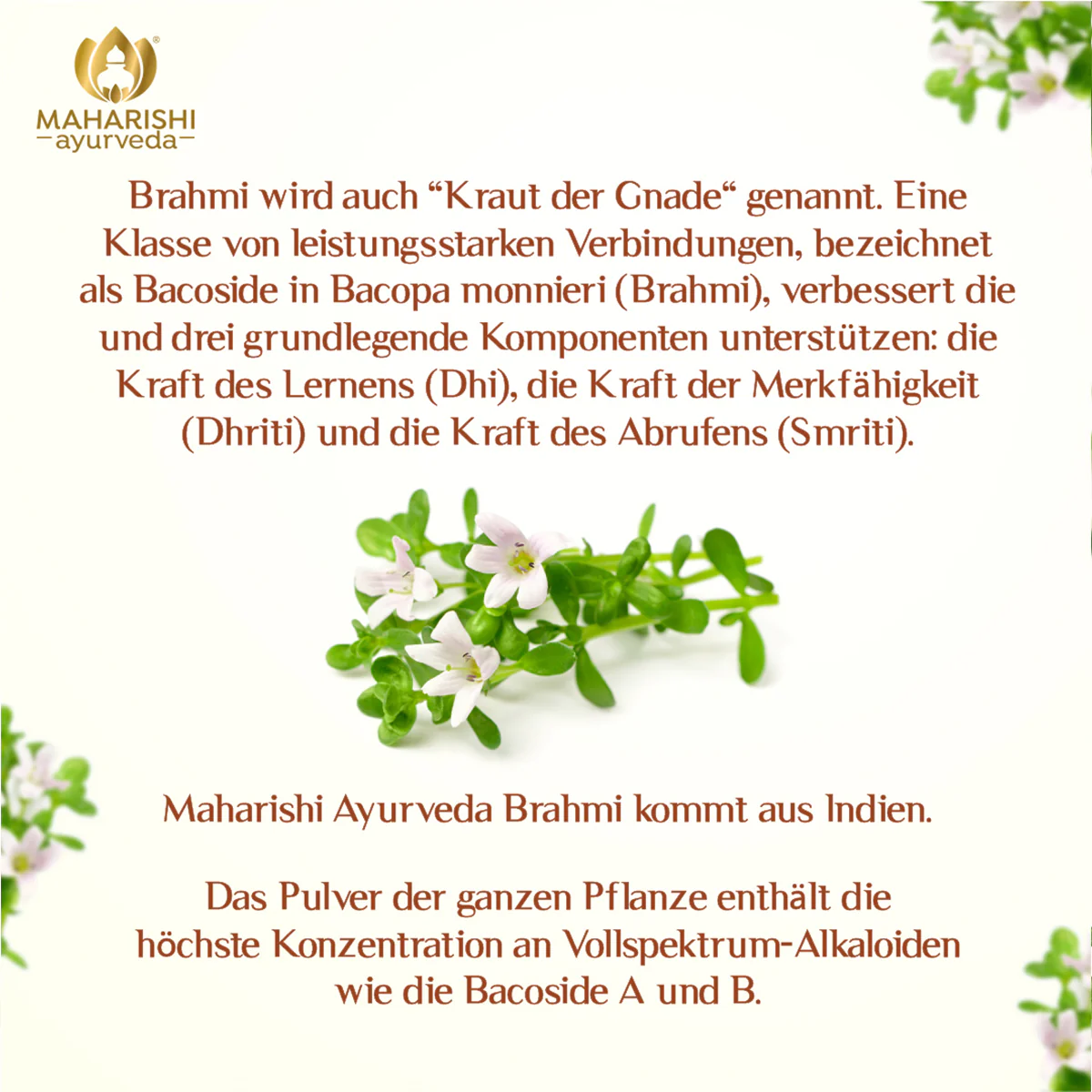 Brahmi Bio Super Herb - Image 3